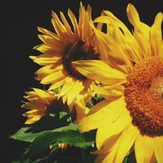A Look at the Inspiration behind our Flower of the Month: Sunflowers