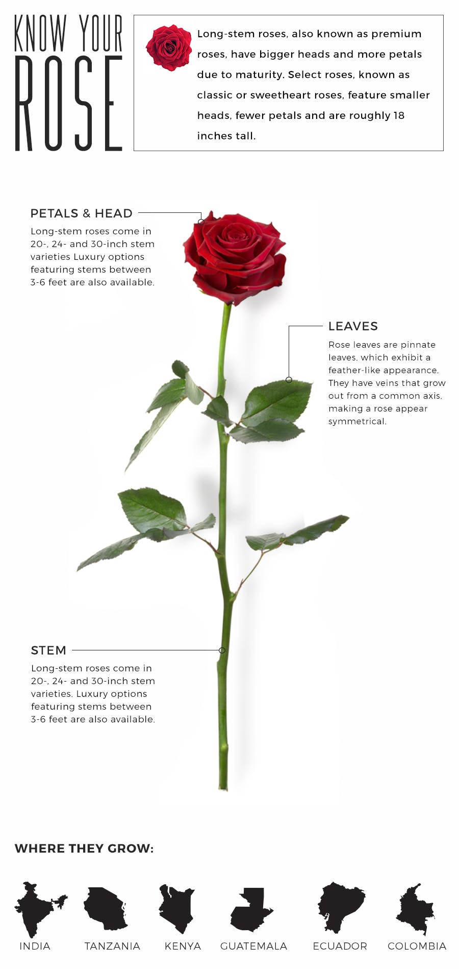 A Rose by Any Other Name: Anatomy, Terminology & Luxury Deciphered