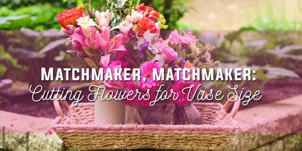 Matchmaker, Matchmaker: Cutting Flowers for Vase Size