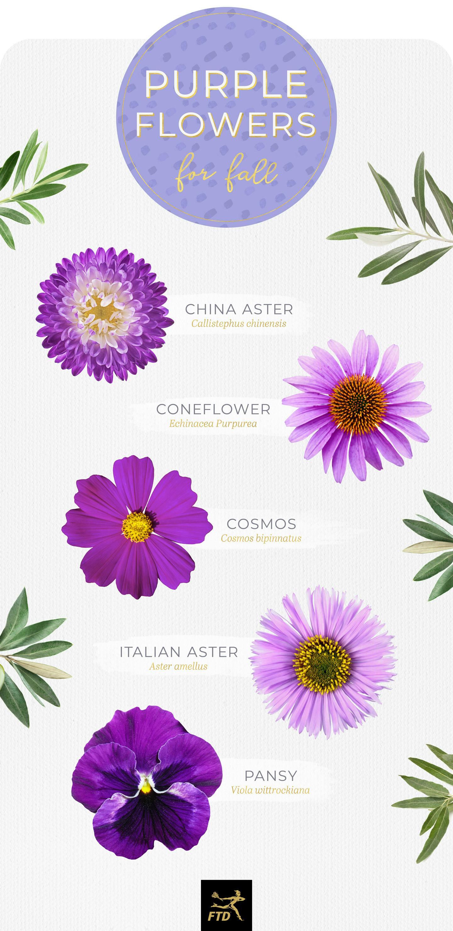 50 Types of Purple Flowers