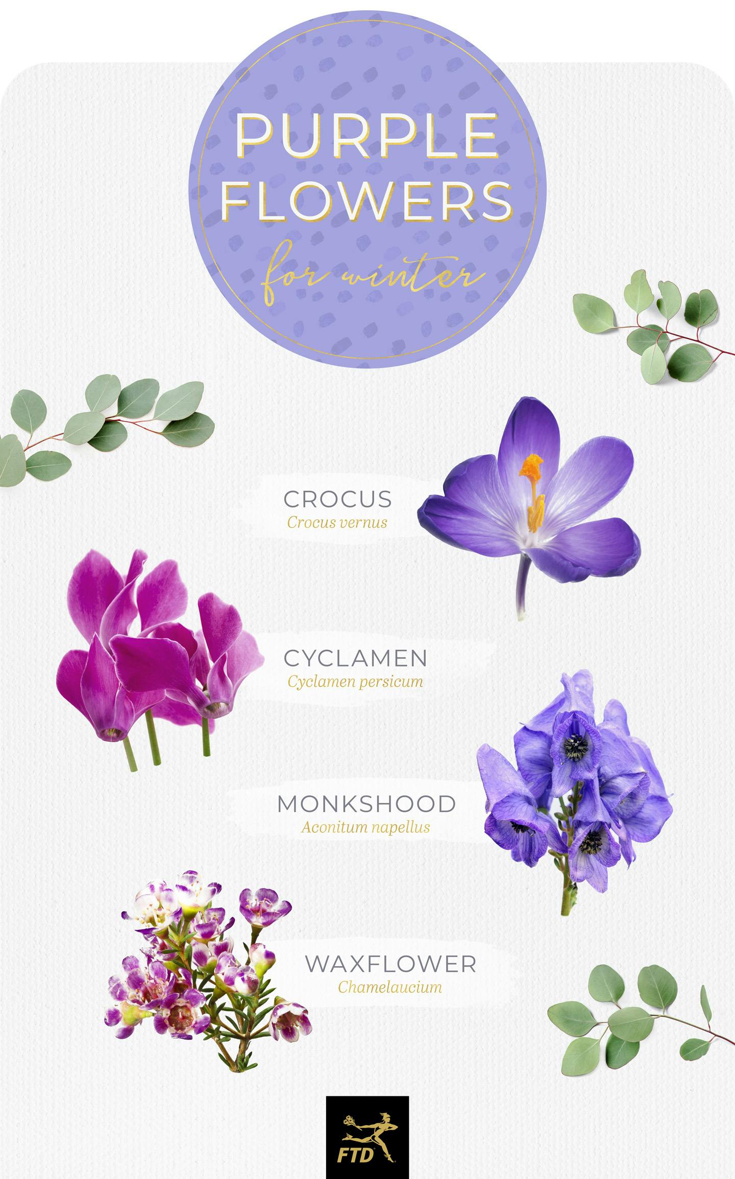 50 Types of Purple Flowers