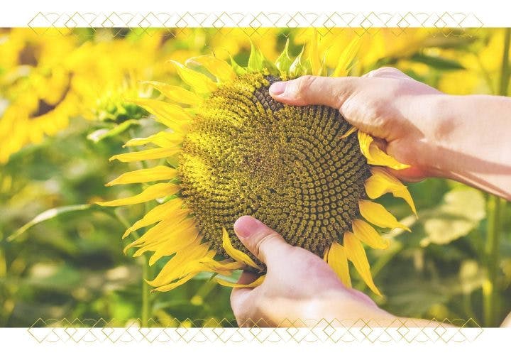 The Life Cycle of a Sunflower | When Do Sunflowers Bloom?