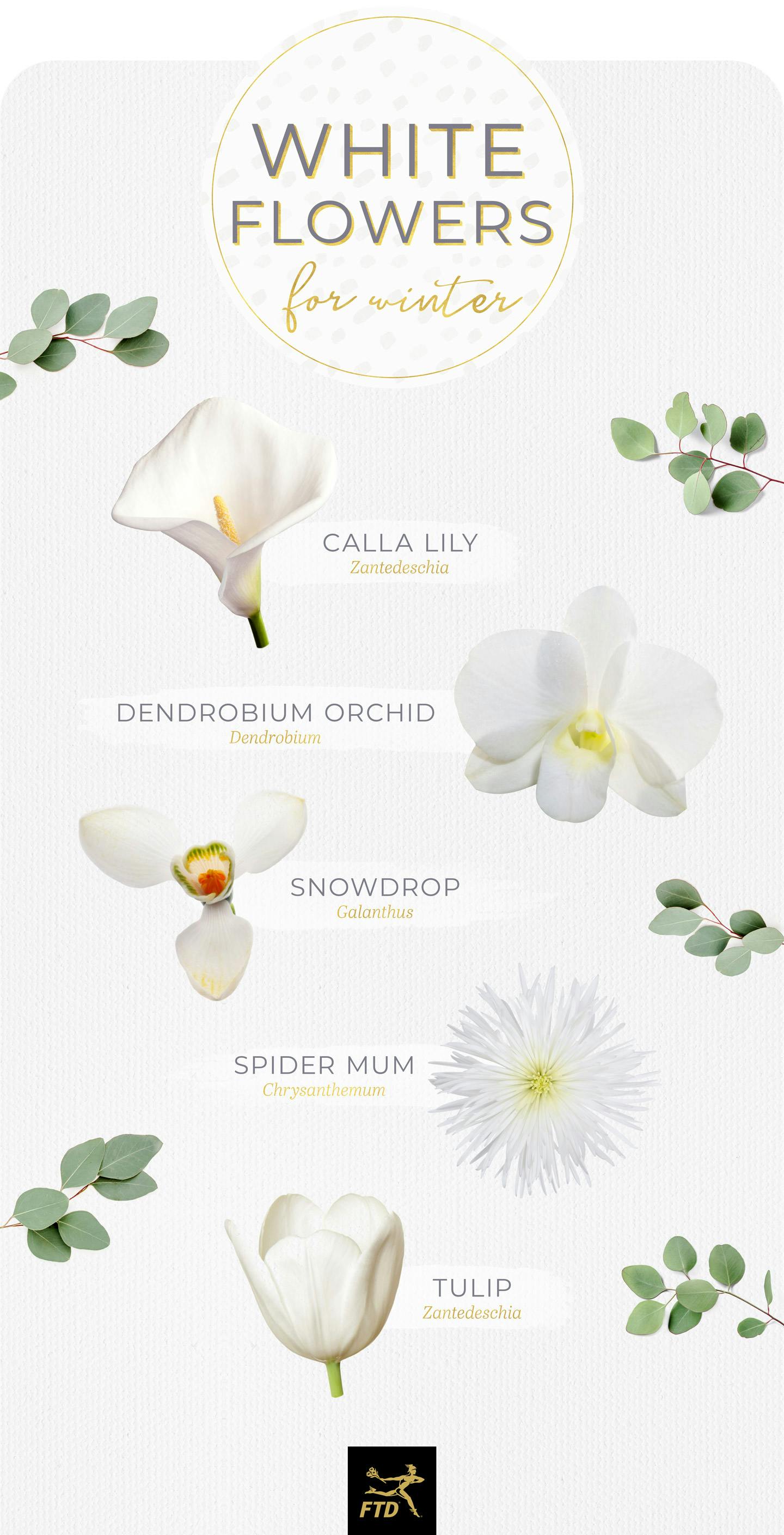40 Types of White Flowers