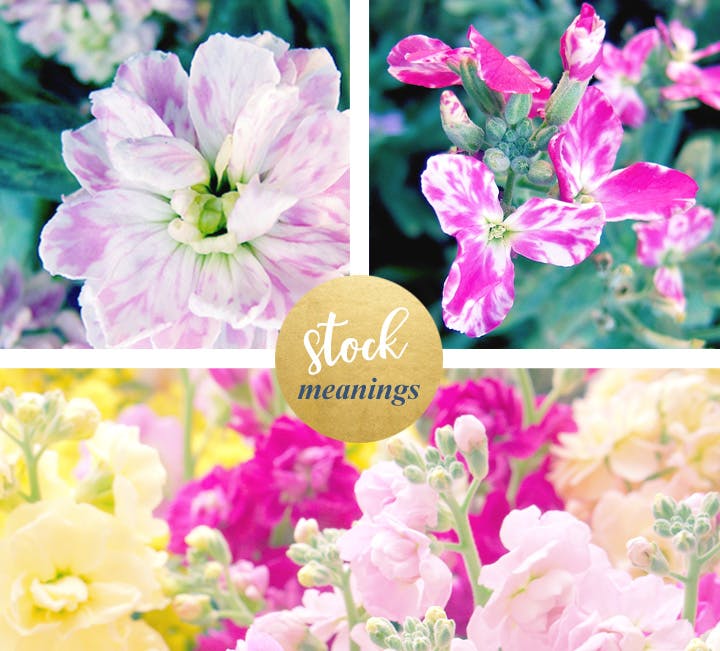 flower-meanings-stock1