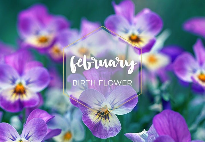 February Birth Flower: Violet