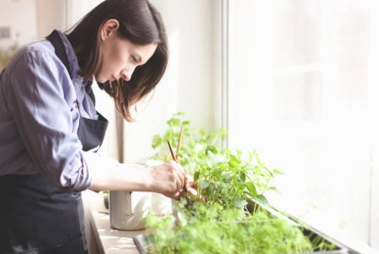 Houseplant Care Guide: Tips to Keep Your Plants Alive