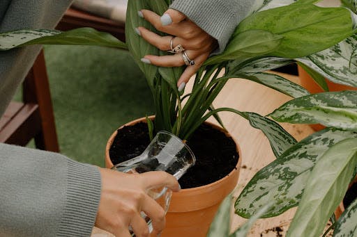 How to Propagate Plants From Cuttings in 3 Steps