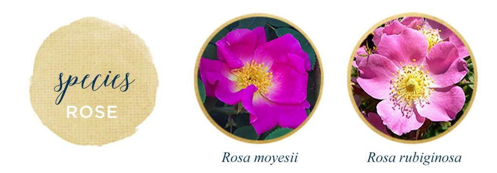 Types of Roses: A Visual Compendium