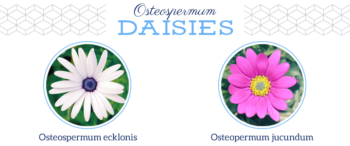 osteospermum-ecklonis-jucundum