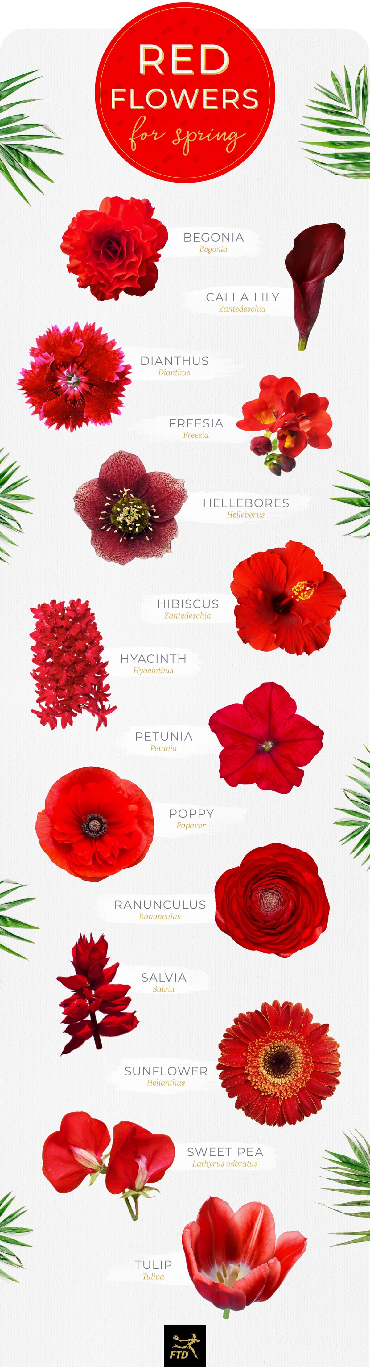 40 Types of Red Flowers - FTD.com