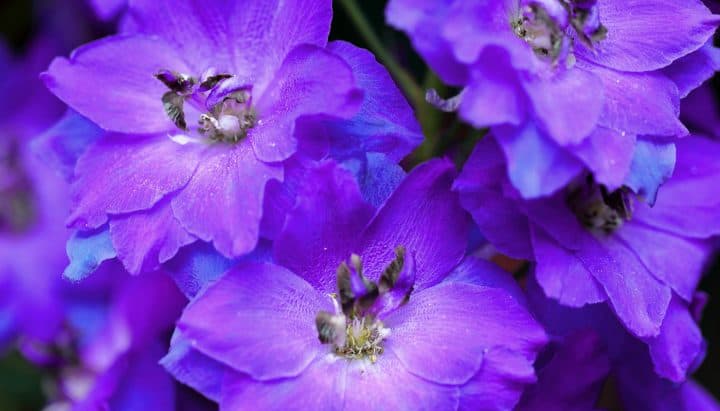 Delphinium Care Guide: Instructions + Tips | FTD